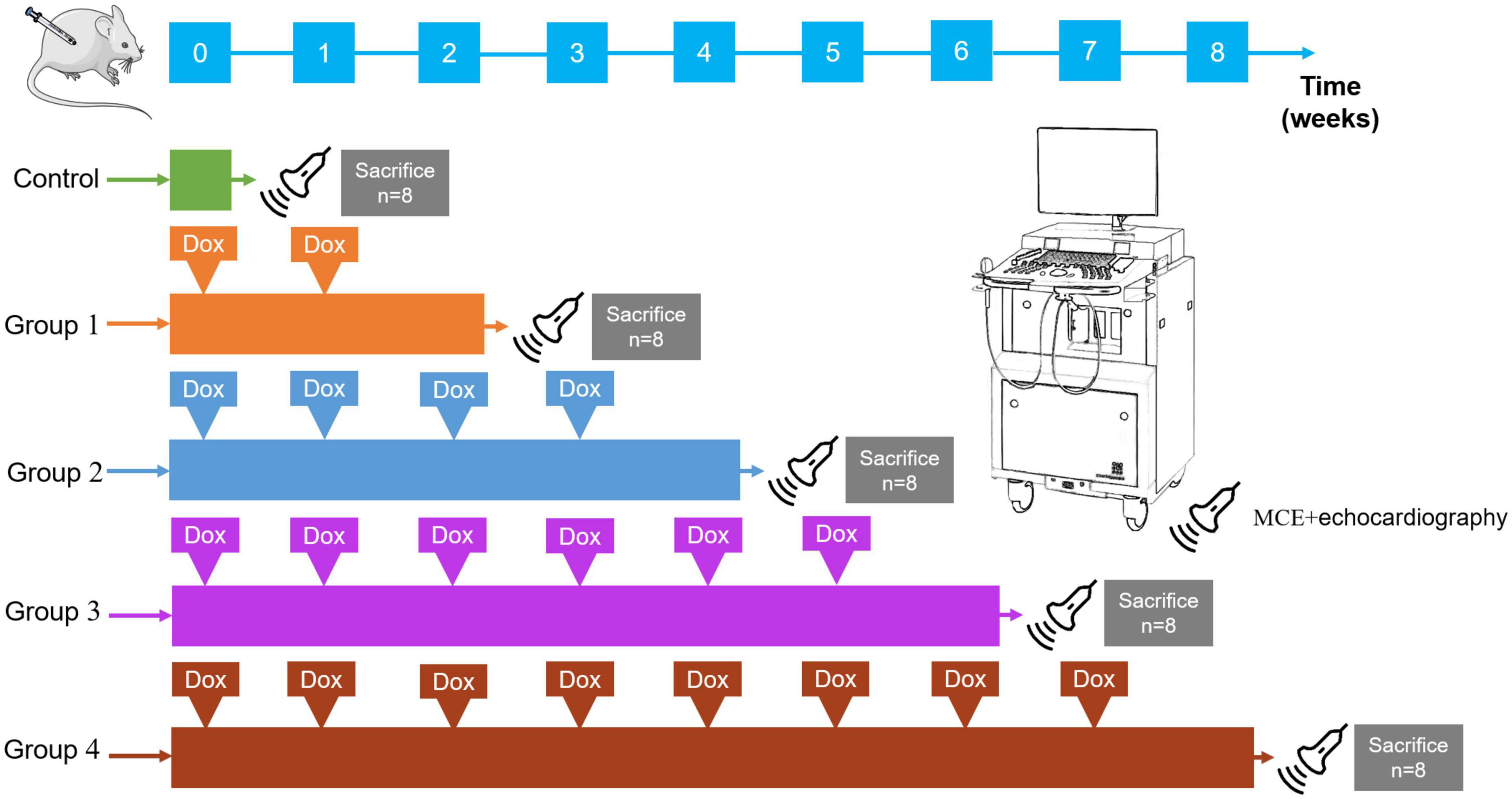 Early and dynamic detection of doxorubicin induced cardiotoxicity by myocardial contrast echocardiography combined with two-dimensional speckle tracking echocardiography in rats